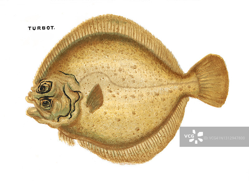 古老的彩色石印插图：鱼类学，菱鲆鱼图片素材