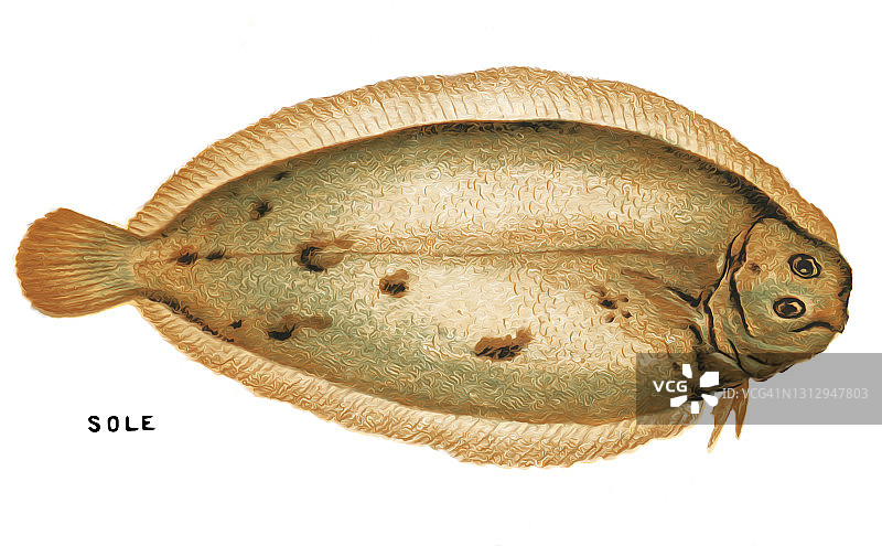 老式彩色石印插图：鲽鱼图片素材