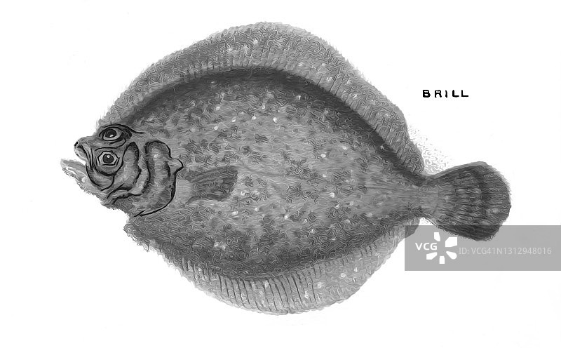 老式彩色石印鱼类学插图：菱鲆图片素材