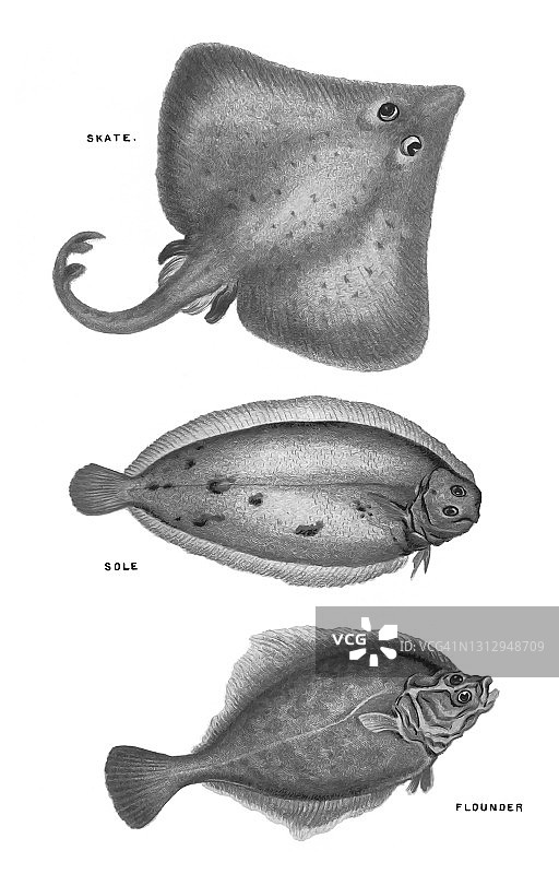 老式彩色石印鱼类插图：大菱鲆、欧洲鲽、鲽鱼图片素材
