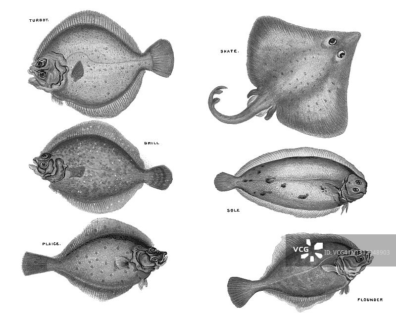 老式彩色石印鱼类学插图：大菱鲆、菱鲆、鲽鱼、鳐鱼、鳎目鱼、比目鱼图片素材