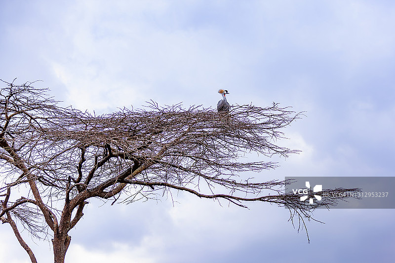 栖息在光秃秃树上的灰冠鹤图片素材