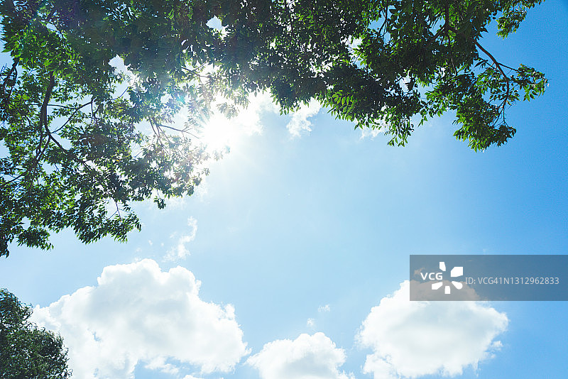 阴天背景下仰视的树图片素材