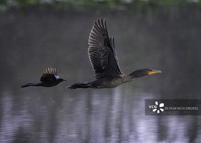 美洲拟八哥与鸬鹚图片素材