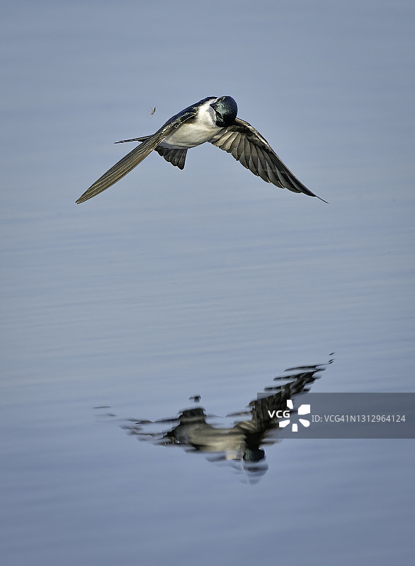 逃脱的蠓虫图片素材