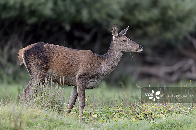 红鹿雌性在吃草（马鹿）图片素材