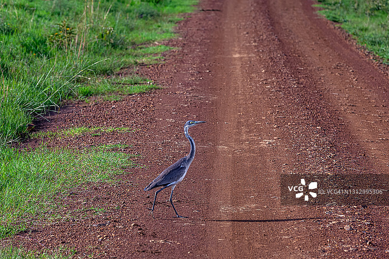 苍鹭穿过土路图片素材