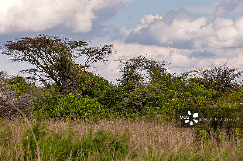 野外的金合欢树图片素材