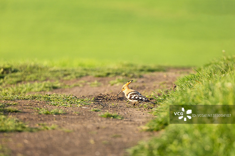 戴胜鸟图片素材