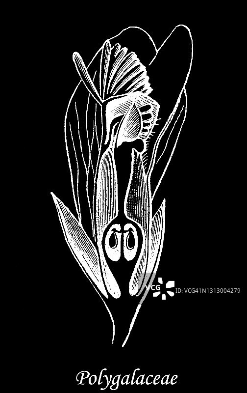 聚伞花科植物类型和形状的古老雕刻插图图片素材