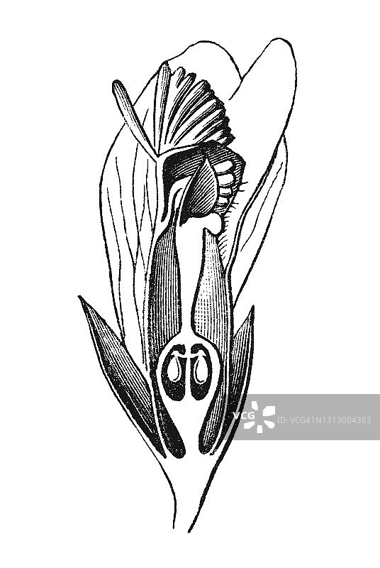 聚伞花科植物类型和形状的古老雕刻插图图片素材