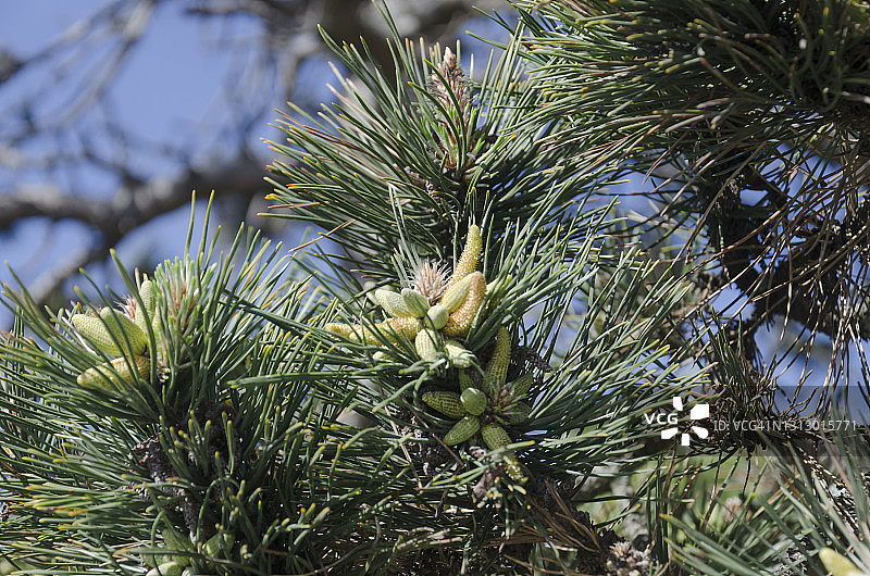 黑松上的年轻球果图片素材