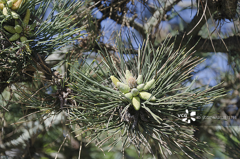 黑松上的年轻球果图片素材