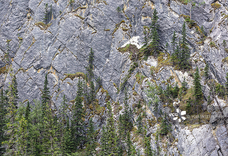 高山环境中的黑云杉森林图片素材