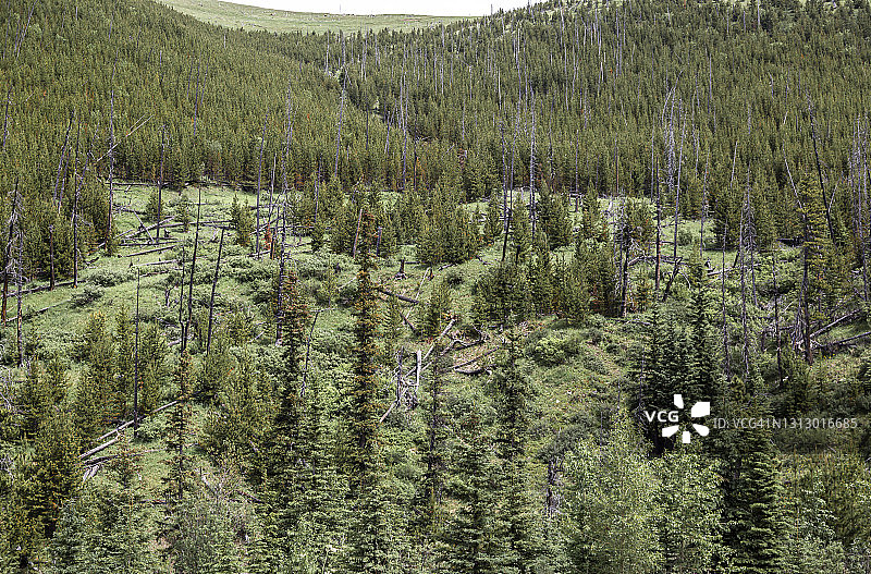 高山环境中的黑云杉森林图片素材