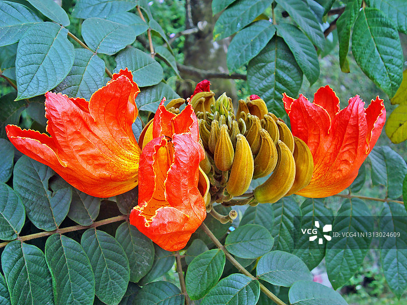 非洲郁金香树花图片素材