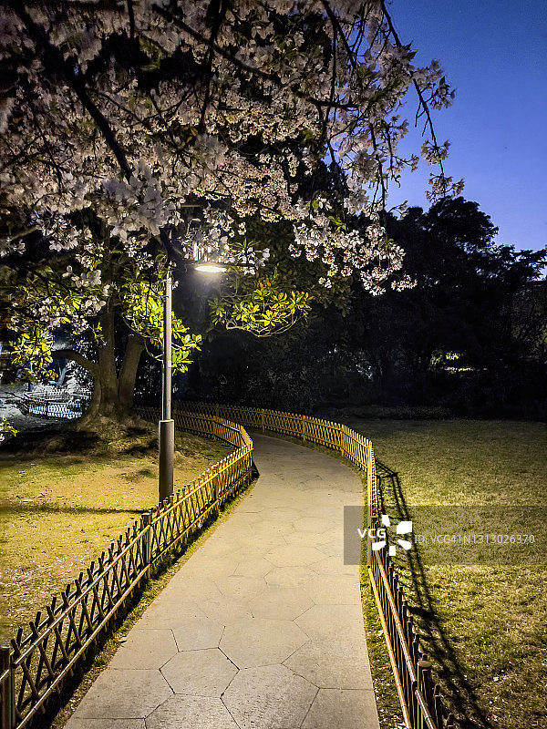 中国杭州：路灯照亮下的樱花树图片素材
