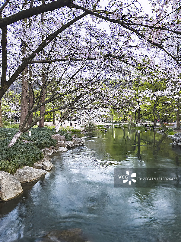 中国杭州西湖边小溪两岸的盛开樱花图片素材