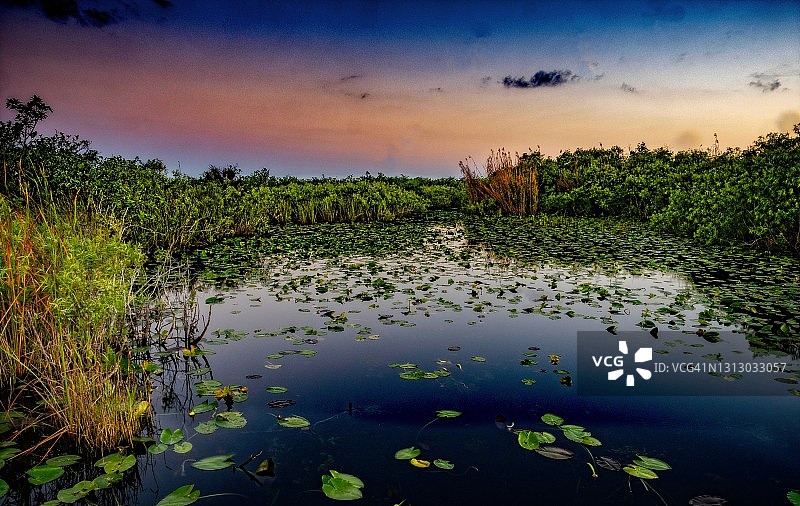南方湿地：旭日映衬风信子池塘图片素材