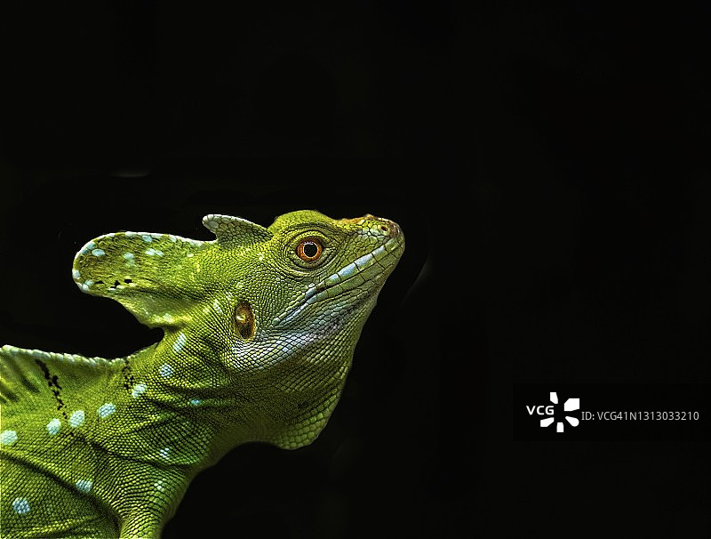 凤头蜥蜴图片素材