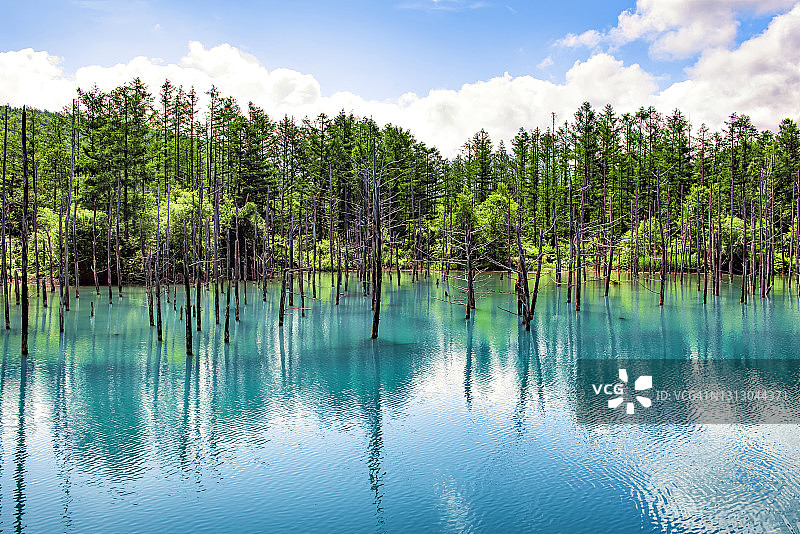 日本北海道美瑛拼布之路地标，蓝色池塘的松树倒影图片素材