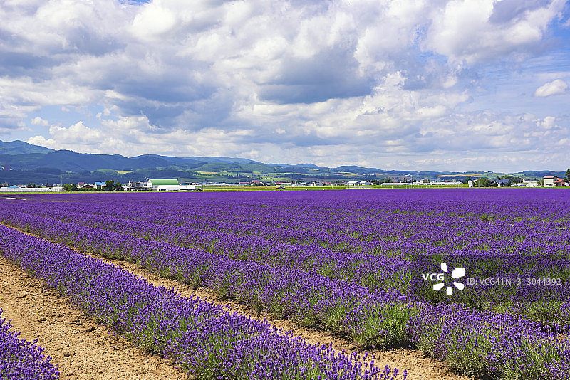 富良野薰衣草东花园夏季薰衣草田风光（日本北海道）图片素材