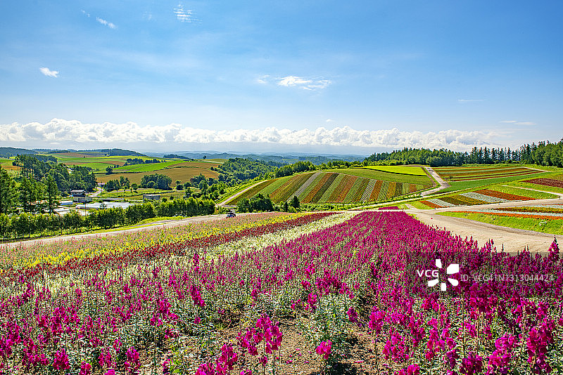 日本北海道美瑛四季彩之丘花田图片素材