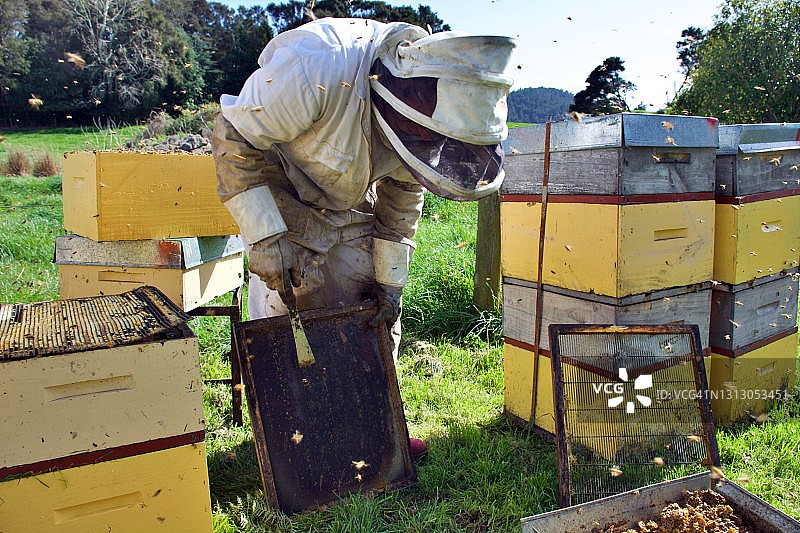 养蜂人春天清理蜂箱图片素材