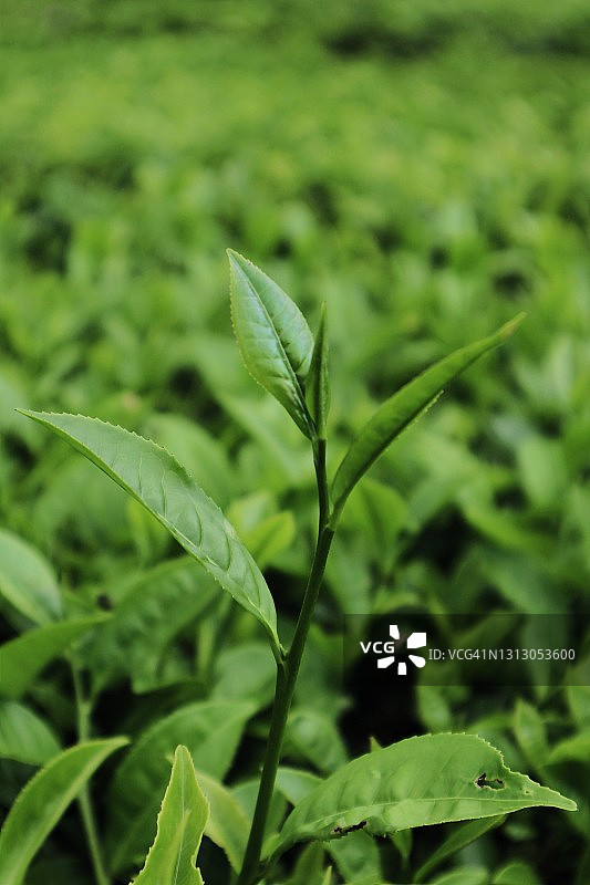 茶叶特写图片素材