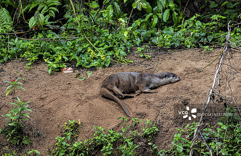 考艾国家公园亚洲水獭图片素材