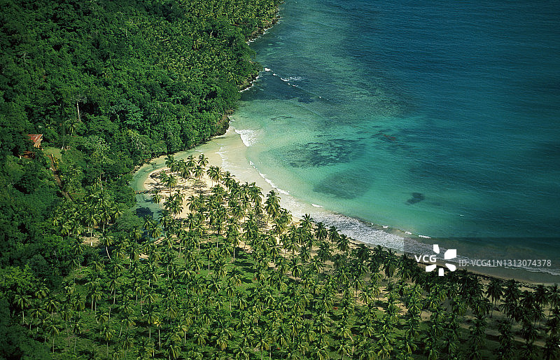 热带海滩上的椰子树图片素材