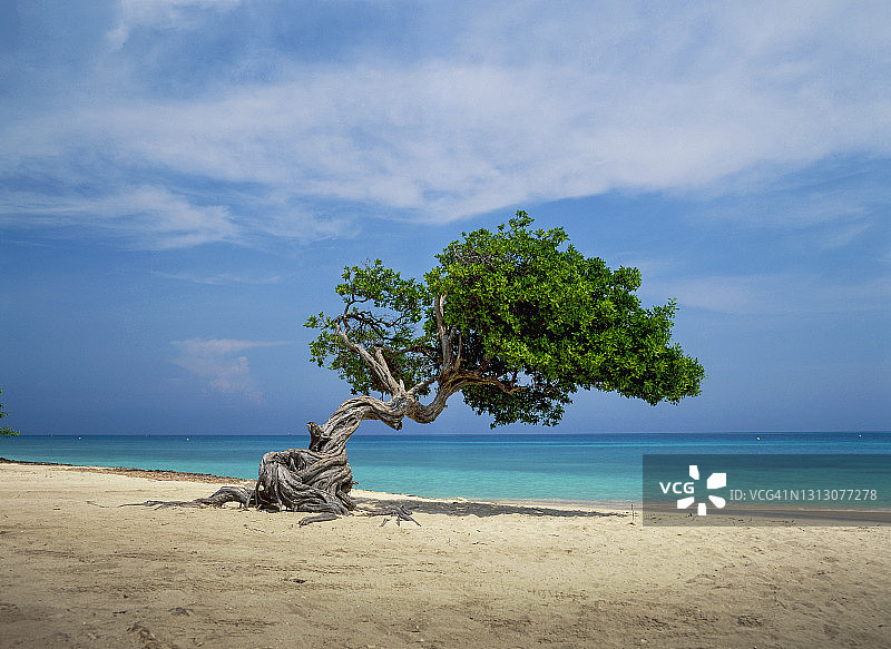 海滩上的歪树图片素材
