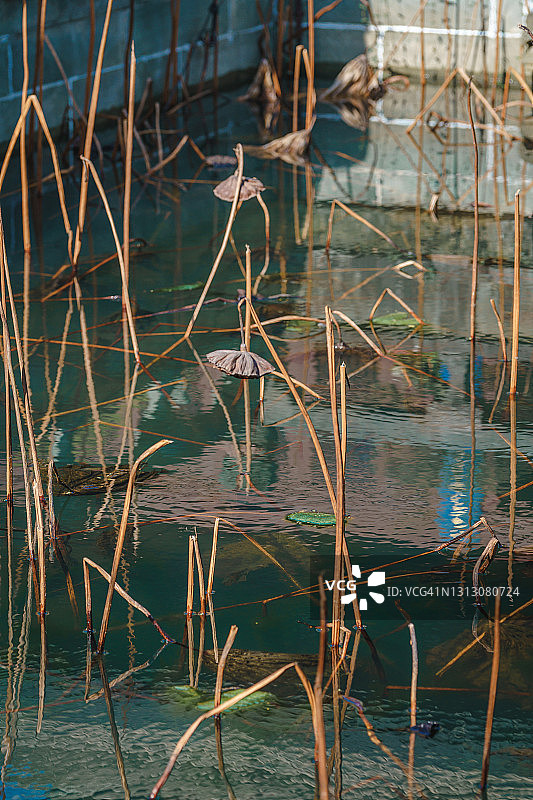 池塘里枯萎的莲花图片素材