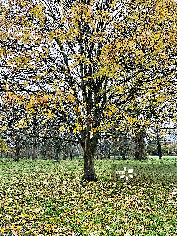 伊顿公学学院球场的秋季树木图片素材