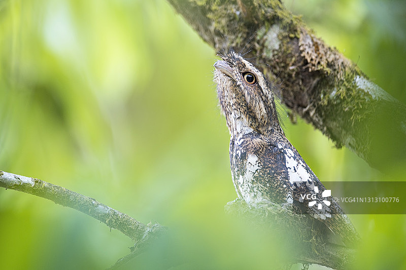 隐蔽的蛙口鸟：霍氏蛙口鸱雄鸟栖息在鸟巢上，位于泰国清迈Doi Pha Hom Pok国家公园高地图片素材