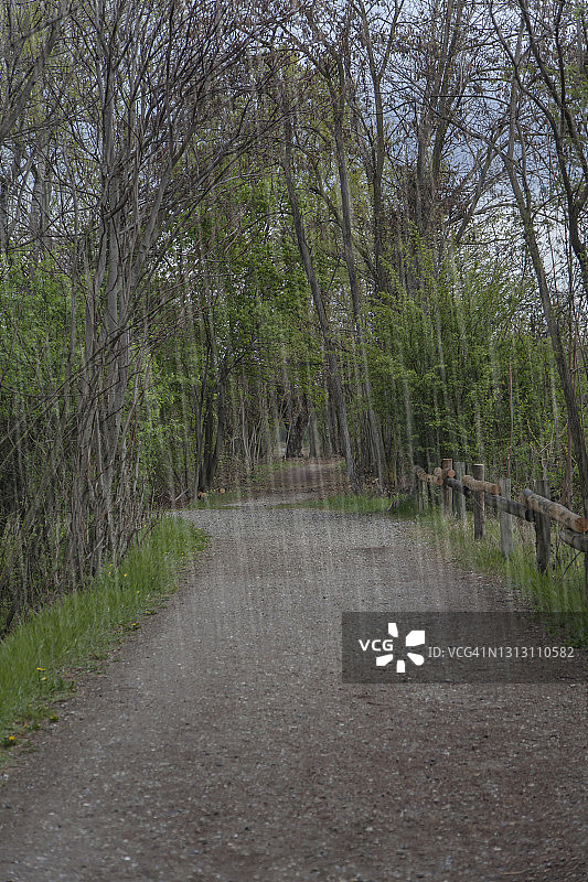 雨天森林小路图片素材