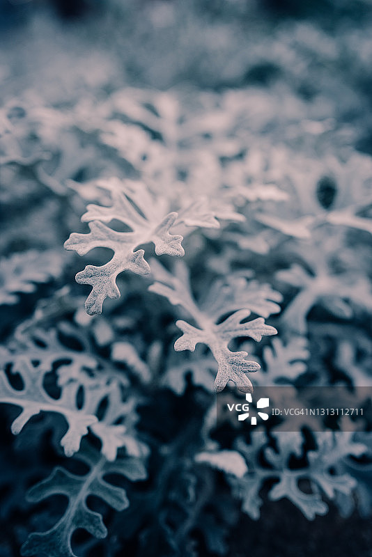 银叶菊特写，灰蓝色调图片素材