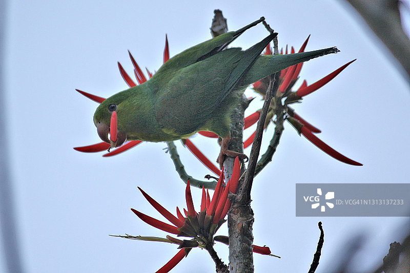 普通鹦鹉图片素材