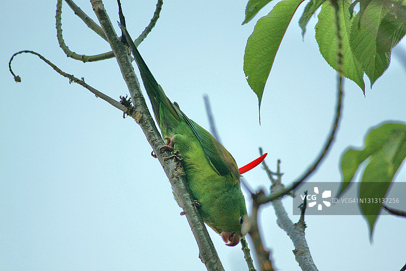 普通鹦鹉图片素材