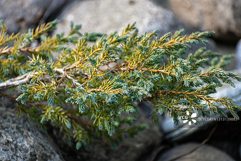 石头上的杜松树枝图片素材
