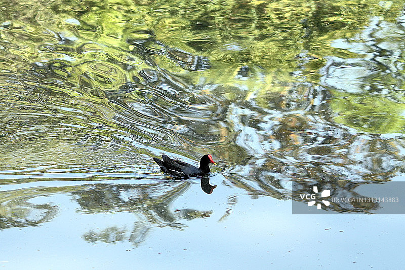 黑水鸡图片素材