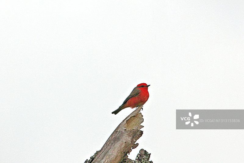 红腹霸鹟图片素材