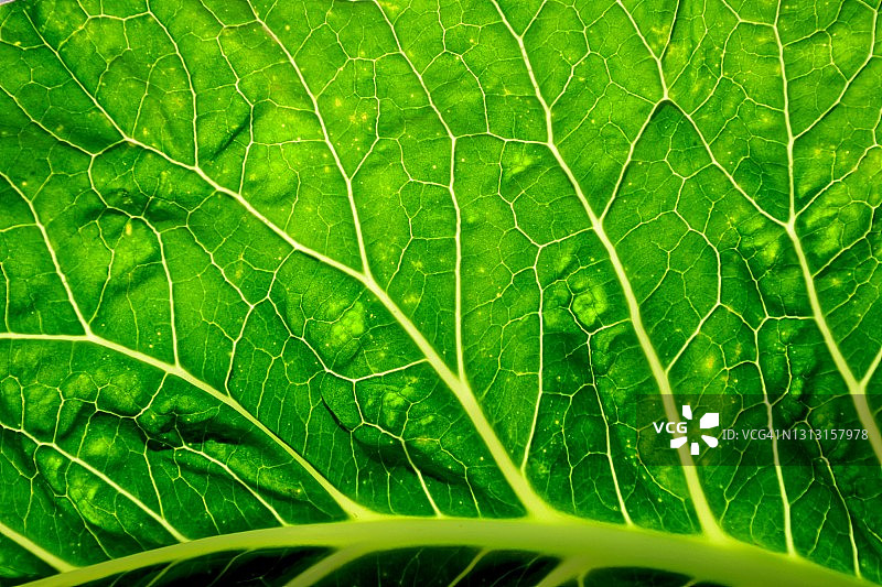 绿色叶绿素图片素材