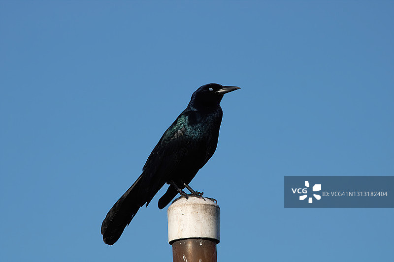 船尾拟八哥图片素材