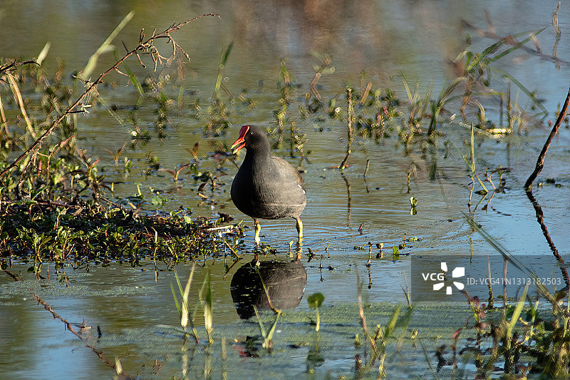 普通 gallinule图片素材