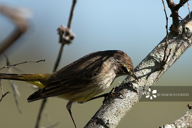 小莺雀图片素材
