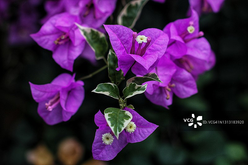 紫色的花图片素材