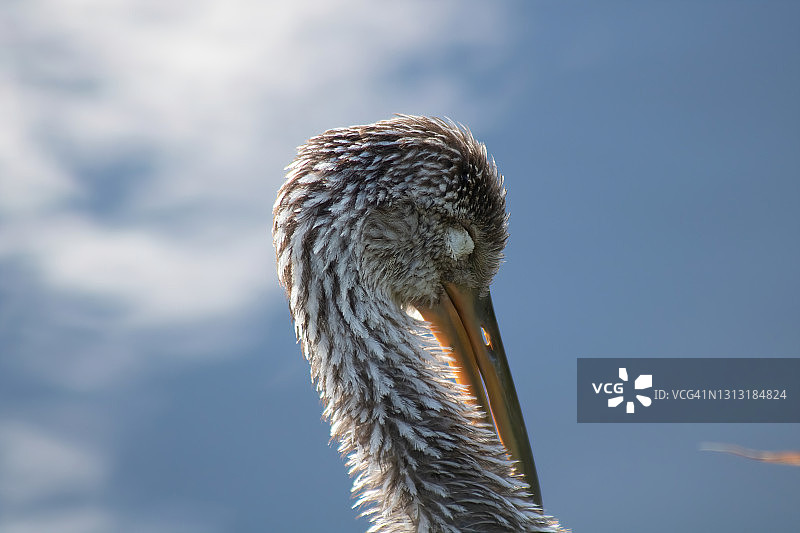 涉禽的一种图片素材