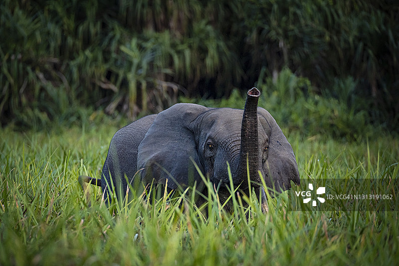 刚果雨林中罕见的非洲森林象照片图片素材