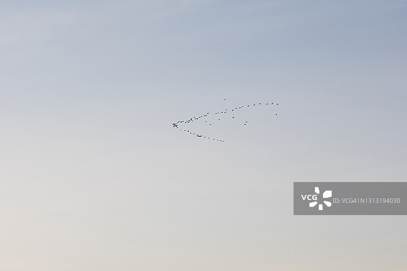 飞鸟群的轮廓图片素材